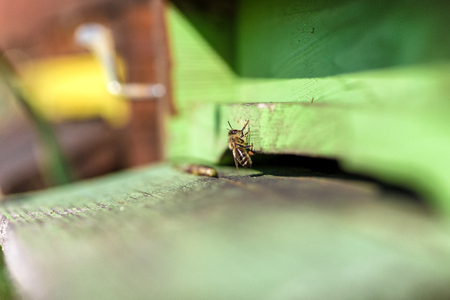 One bee in green beehive ready to flyの写真素材