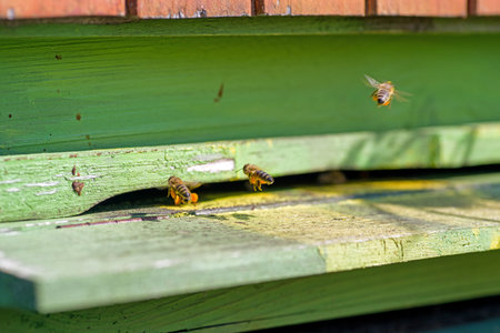 Bees with pollen in green beehive. Beekeeping