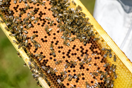 Honeycomb with honey and bees. Beekeeping