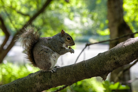 Cute squirrel on tree eating food in park