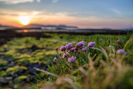 Violet blooming flower at sunlight. Isle Skye, Scotland