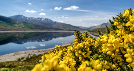 Common gorse - Ulex europaeus - Yellow flowers in Glen Shiel, Scotlandの写真素材
