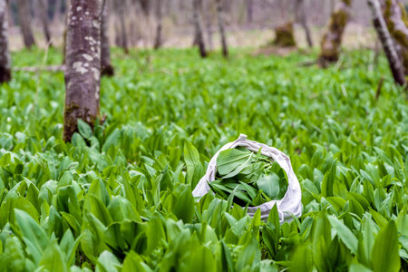 Wild garlic ramson field or bear garlic in forest in spring. Picking in bag