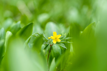 Yellow blooming flower on green field. Close up view