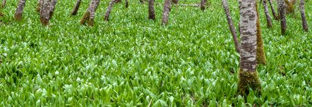 Wild garlic ramson field or bear garlic growing in forest in spring