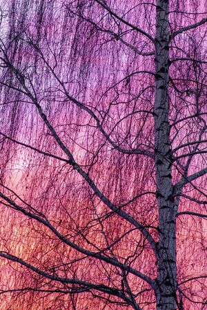 Deciduous tree without leaves ad colorful evening skyの写真素材