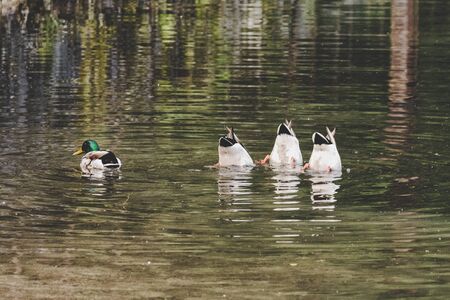 Synchronized diving ducks on lakeの写真素材