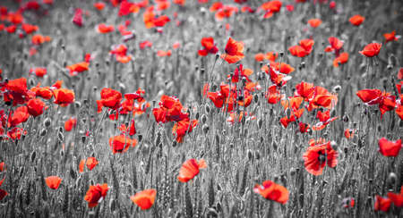 Field full of red common poppy.の写真素材