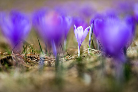 Violet crocus flower on spring meadow.