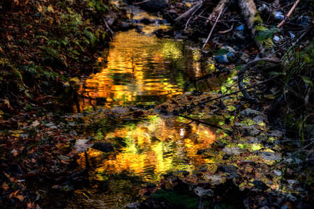 Reflection of colorful leaves in the water in forest.の写真素材