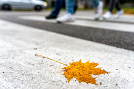 Yellow maple leaf lying on a pedestrian crossing. Legs of people on crosswalk. Autumn in city.の写真素材