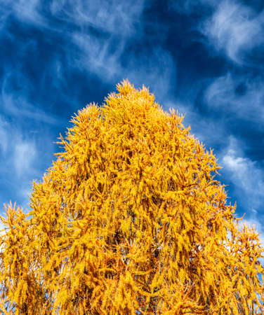 Yellow needles on conifer tree in autumn forest. Blue sky with clouds at background.の写真素材
