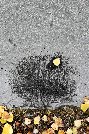 Lying yellow leaf on road. Autumn conceptの写真素材