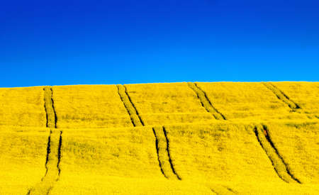Ukraine flag. Blue sky and yellow filedの写真素材