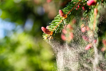 Pollen falling from the new pine blossom. Image with space n text