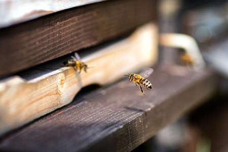 Swarm of bees at wooden beehive entrance.の写真素材