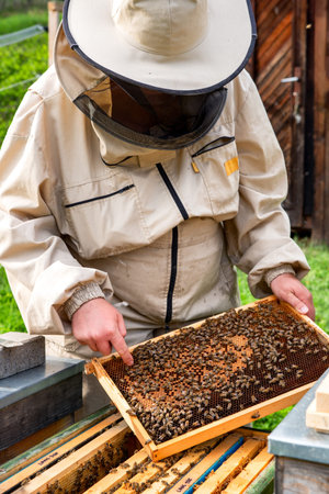 Beekeeper on apiary. Apiarist working with bees and beehives