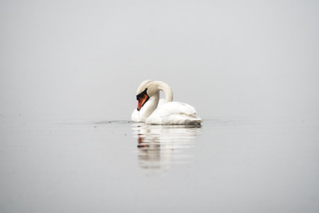 A pair of mute swans (Cygnus olor) on a misty covered lake.の写真素材