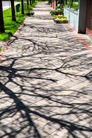 Shadows of trees on sidewalk.の写真素材
