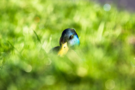 Head of male duck looking into the shot.の写真素材