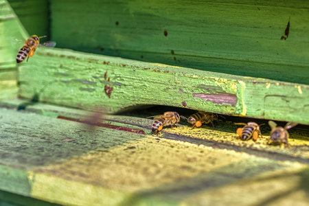 Bees with pollen in green beehive. Beekeeping