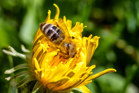 Bee on yellow blooming dandelion flower in spring.