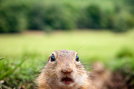 Funny surprised expression of animal face looking into camera.