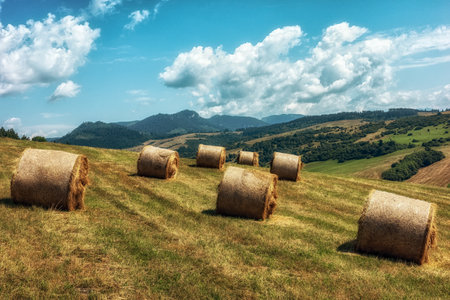 Straw rolls on the field. Round straw bales. Mountains Chocske vrchy at background.の写真素材