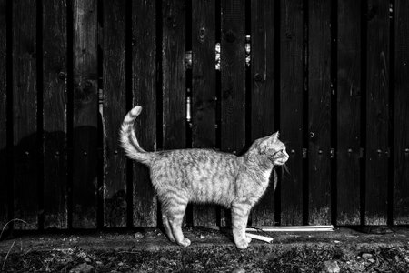 Standing cat in front of wooden fence in village. Black and white photoの写真素材