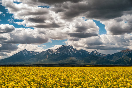 Yellow flowers of rapeseed field and High Tatras mountains at background in Slovakiaの写真素材