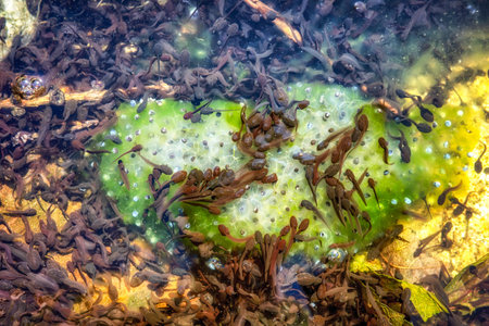 Tadpoles in the water. Lifecycle of a frog.