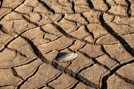 Open mussel on the cracked dry lake without water.の写真素材