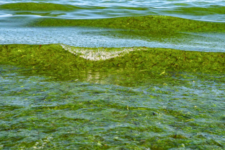 Green seaweed in the Black Sea in Bulgaria