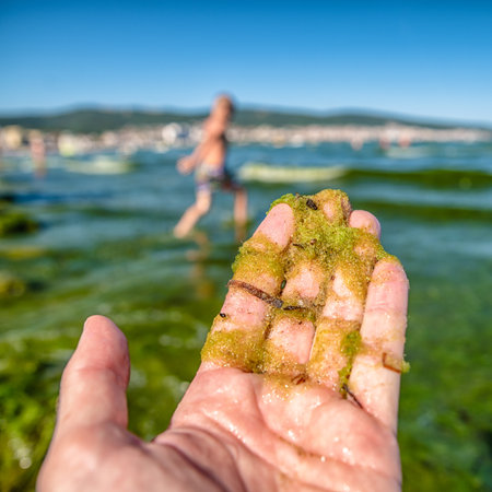 Holding Sargassum seaweed in the hand and beach at Black Sea in resort Sunny Beach in Bulgaria at backgroundの写真素材