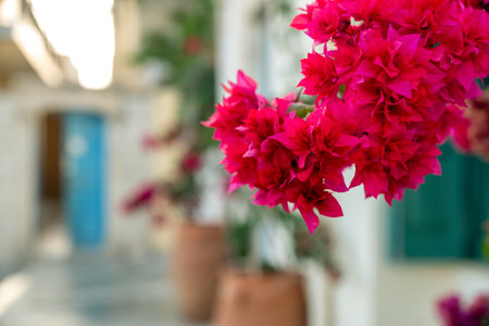 Close up of bright pink bougainvillea flowers in front of traditional Mediterranean house with white...