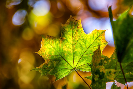 Close up of green maple leaf illuminated by autumn sunlight with natural details and blurred bokeh background, seasonal foliage concept for fall design and nature themesの写真素材