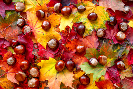Chestnuts scattered on colorful autumn maple leaves in vibrant shades of red, yellow and orange, natural seasonal background with foliage texture perfect for fall design and decorationの写真素材