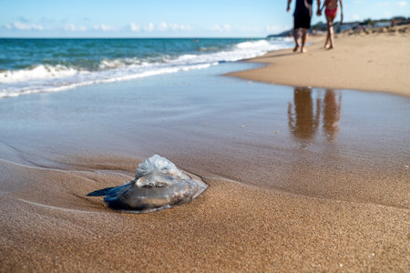 Jellyfish washed ashore on sandy beach with calm waves and walking couple in background, captured in Obzor, Bulgaria during sunny summer day.の写真素材
