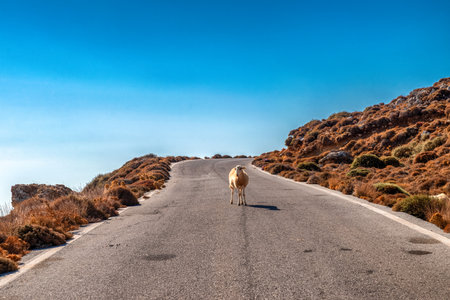 Lonely sheep standing on winding road in dry mountain landscape of Sitia Mountains, Crete, Greece, under bright blue summer sky.の写真素材