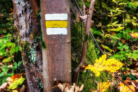 Close-up of yellow and white hiking trail mark painted on tree trunk in colorful autumn forest....