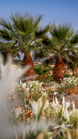 Palm trees and white sea daffodils growing on the sandy coast of Rethymno during sunset. Peaceful Mediterranean landscape from the island of Crete.の写真素材