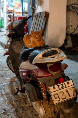 Panormos, Crete - September 8, 2025: An orange cat sitting on the seat of a parked scooter in a narrow street during the evening.のeditorial素材