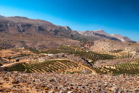 Mediterranean landscape with olive groves spread across rocky hills in eastern Crete. Warm sunlight highlights the dry terrain and distant mountains, creating a typical scenery of the Kato Zakros region.の写真素材