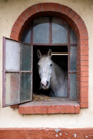 White horse standing in a stable and looking out through an open rustic window with brick frame. Simple rural farm scene with calm atmosphere.の写真素材