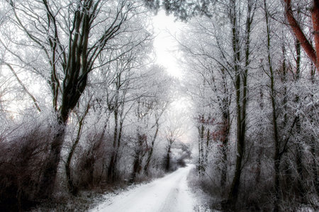 Snow covered forest road leading through frosty trees and winter woodland. Icy branches, white snow...