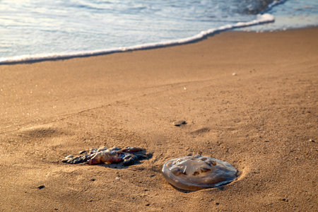 Jellyfish stranded on sandy beach near the shoreline during warm golden evening light. Natural...