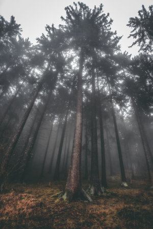 Fog flowing through tall spruce trees with warm brown forest floor and soft moss. Atmospheric autumn...
