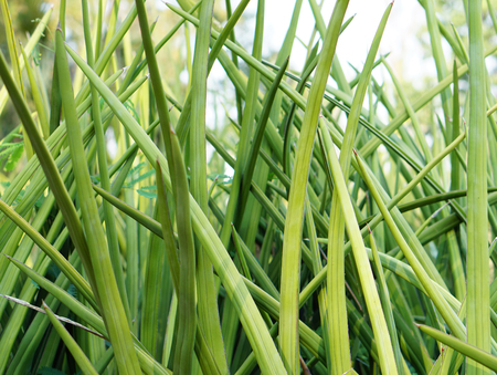 Green plantsの写真素材