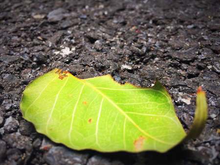 Autumn is fallen on the roadsの素材