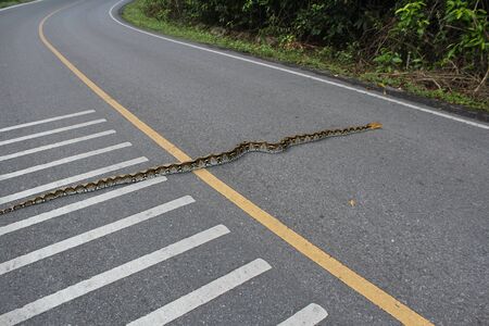 Python on the roadの写真素材